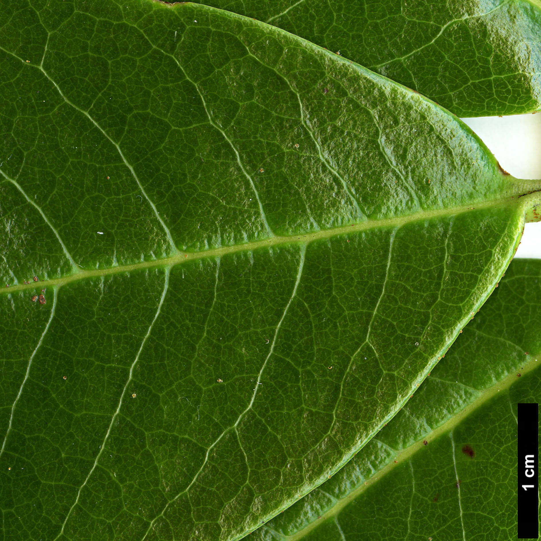 High resolution image: Family: Ericaceae - Genus: Rhododendron - Taxon: walongense